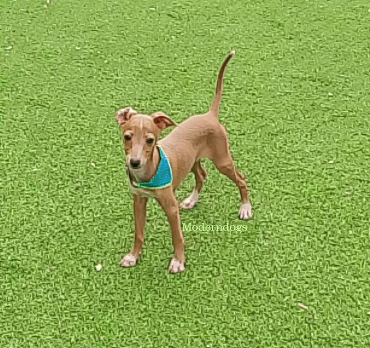 อิตาเลียน เกรย์ฮาวนด์ Italian Greyhound น้องชาย น้องสาว มีพร้อม รูปที่ 3