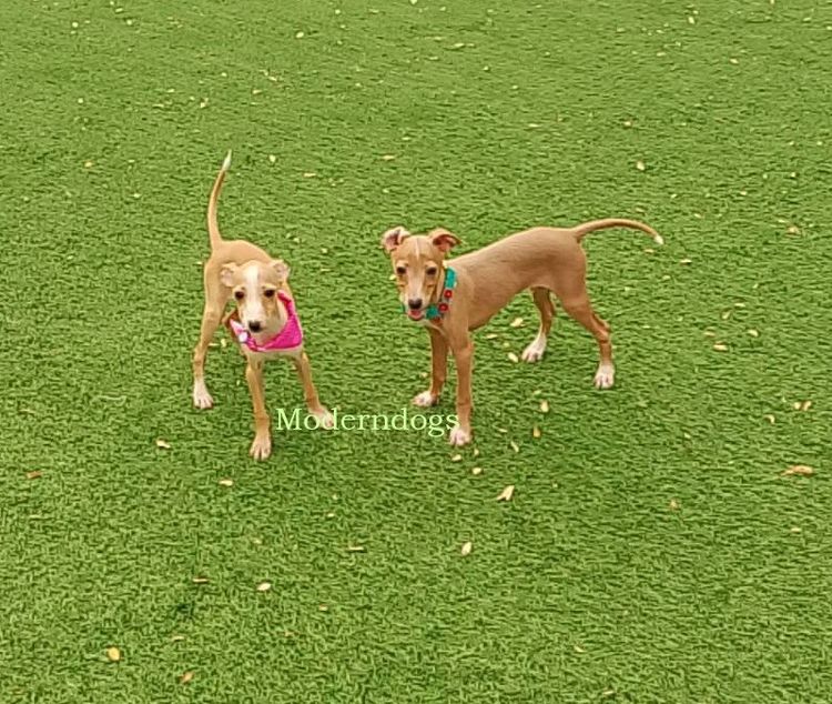 อิตาเลียน เกรย์ฮาวด์ (Italian Greyhound) กลาง อิตาเลียน เกรย์ฮาวนด์ Italian Greyhound น้องชาย น้องสาว มีพร้อม