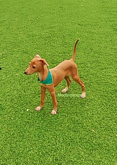 อิตาเลียน เกรย์ฮาวนด์ Italian Greyhound น้องชาย น้องสาว มีพร้อม รูปที่ 2