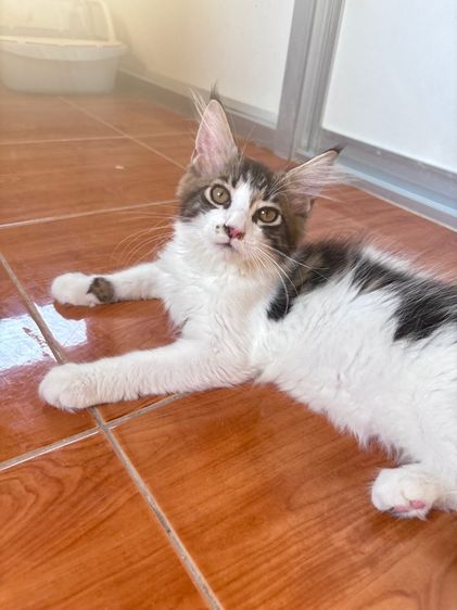 ลูกแมวเมนคูนเพศหญิง รูปที่ 3