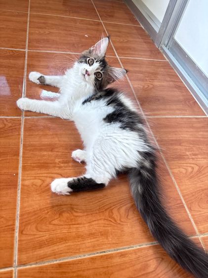 ลูกแมวเมนคูนเพศหญิง รูปที่ 4