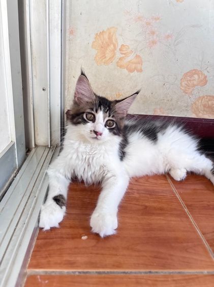 ลูกแมวเมนคูนเพศหญิง