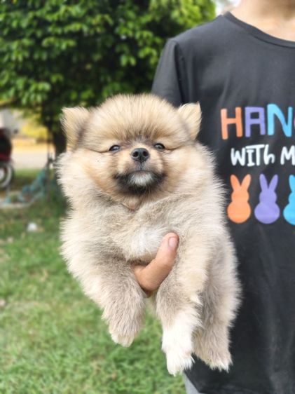 น้องปอมต้องการหาบ้านรับสมัครผู้ปกครองใจดีช่วยรับไปอยู่บ้านด้วยคนสนใจสอบถามโทร0813643191ได้นะคะ