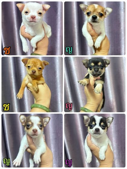 ชิวาวา (Chihuahua) เล็ก ชิวาว่า 10 ตัว