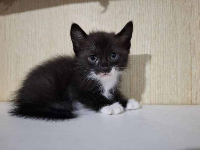 ลูกแมวครึ่งเปอร์เซียกับบริติช รูปที่ 9