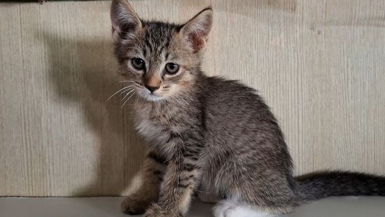 ลูกแมวครึ่งเปอร์เซียกับบริติช รูปที่ 4