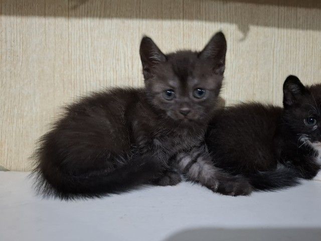 ลูกแมวครึ่งเปอร์เซียกับบริติช รูปที่ 5