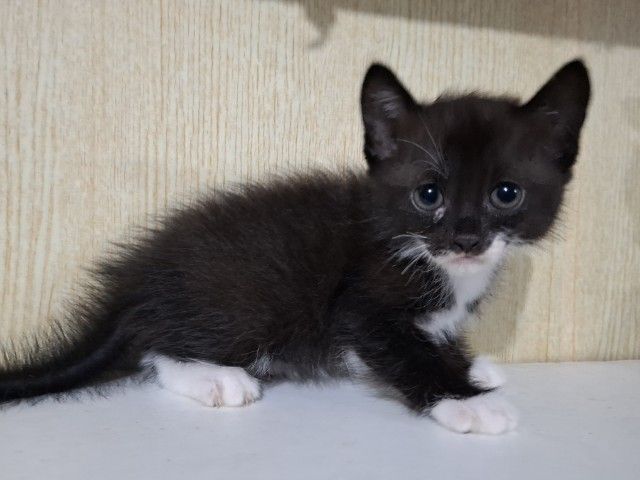 ลูกแมวครึ่งเปอร์เซียกับบริติช รูปที่ 7