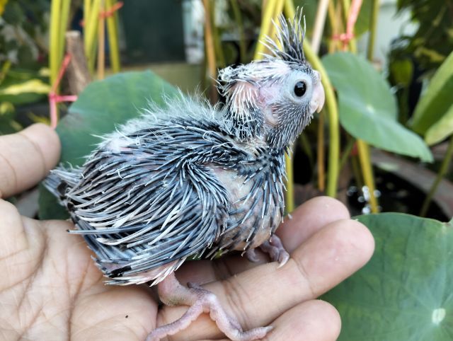 นกบ้าน ขนหนาม รูปที่ 2