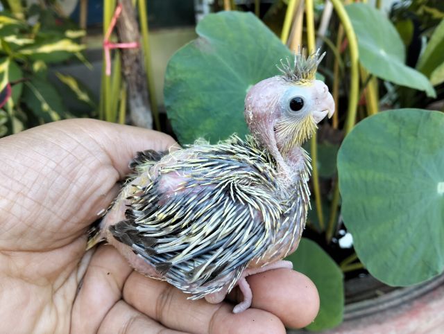 นกบ้าน ขนหนาม รูปที่ 3