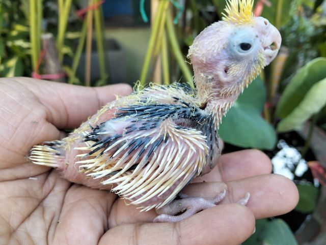 นกบ้าน ขนหนาม