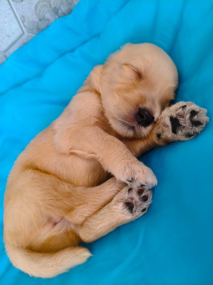 สุนัขพันธุ์โกลเด้นดูเด้ล รูปที่ 16