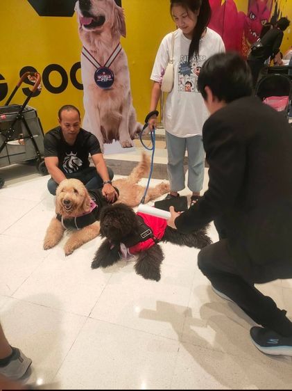 สุนัขพันธุ์โกลเด้นดูเด้ล รูปที่ 15