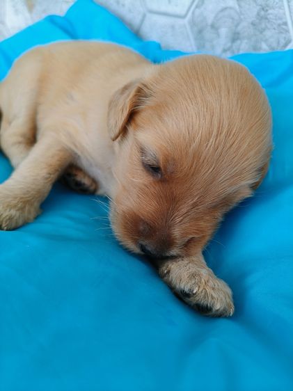 สุนัขพันธุ์โกลเด้นดูเด้ล รูปที่ 9