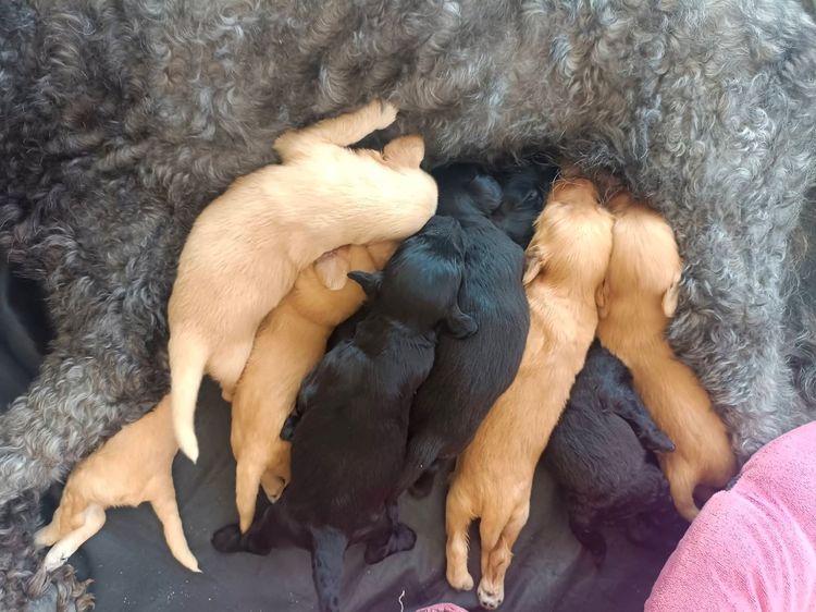 สุนัขพันธุ์โกลเด้นดูเด้ล รูปที่ 13