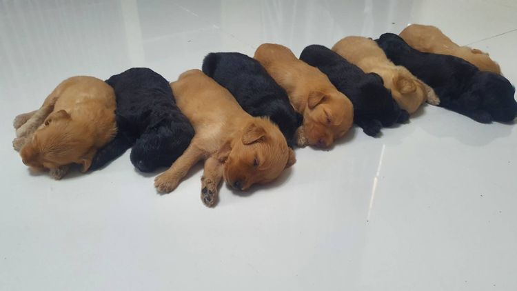 สุนัขพันธุ์โกลเด้นดูเด้ล