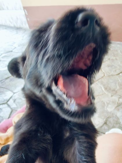 สุนัขพันธุ์โกลเด้นดูเด้ล รูปที่ 8