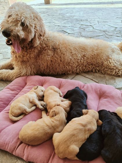 สุนัขพันธุ์โกลเด้นดูเด้ล รูปที่ 18