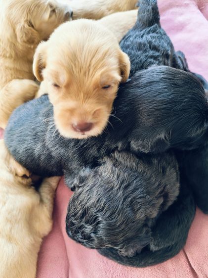 สุนัขพันธุ์โกลเด้นดูเด้ล รูปที่ 5