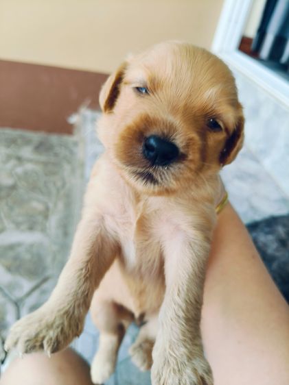 สุนัขพันธุ์โกลเด้นดูเด้ล รูปที่ 4