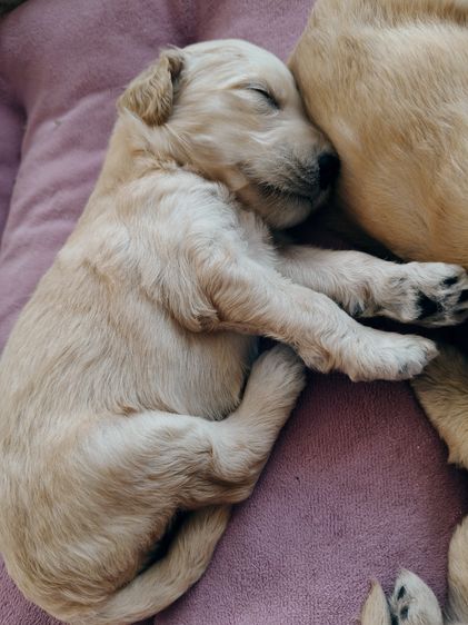 สุนัขพันธุ์โกลเด้นดูเด้ล รูปที่ 17