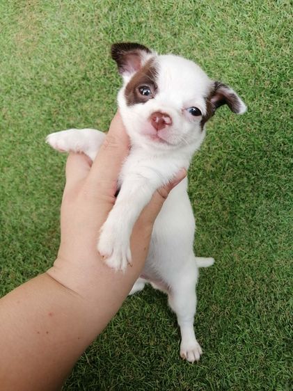 โปรสงกรานต์ ชิวาว่าเเท้ขนสั้น ช. 4900 ลดเหลือ 3900 พร้อมย้าย รูปที่ 9