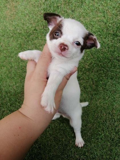 โปรสงกรานต์ ชิวาว่าเเท้ขนสั้น ช. 4900 ลดเหลือ 3900 พร้อมย้าย รูปที่ 2