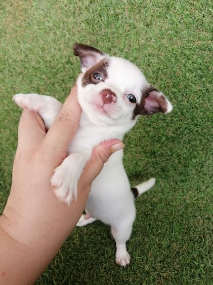 โปรสงกรานต์ ชิวาว่าเเท้ขนสั้น ช. 4900 ลดเหลือ 3900 พร้อมย้าย รูปที่ 5