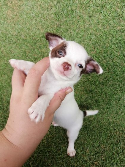 โปรสงกรานต์ ชิวาว่าเเท้ขนสั้น ช. 4900 ลดเหลือ 3900 พร้อมย้าย รูปที่ 4