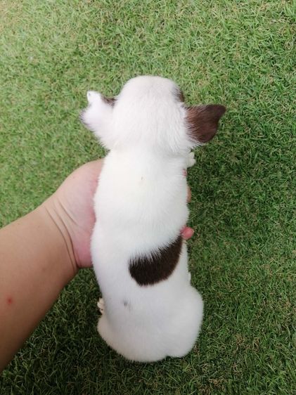 โปรสงกรานต์ ชิวาว่าเเท้ขนสั้น ช. 4900 ลดเหลือ 3900 พร้อมย้าย รูปที่ 3