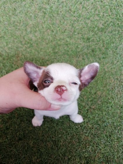 โปรสงกรานต์ ชิวาว่าเเท้ขนสั้น ช. 4900 ลดเหลือ 3900 พร้อมย้าย รูปที่ 8