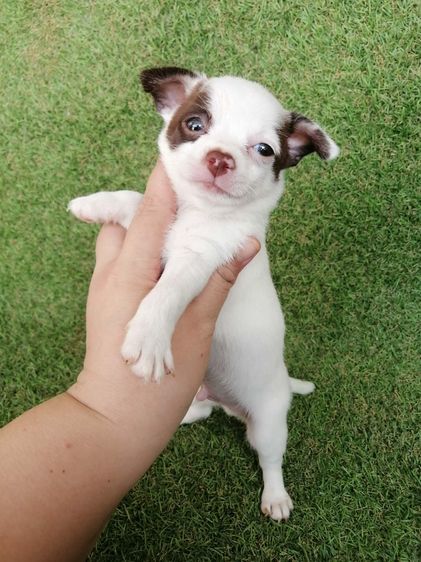 โปรสงกรานต์ ชิวาว่าเเท้ขนสั้น ช. 4900 ลดเหลือ 3900 พร้อมย้าย รูปที่ 11