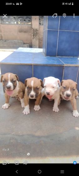 ลูกพิทบูลเทอร์เรียสายกัด 43 วัน  ผู้ 2 เมีย 2