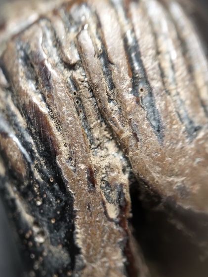 พระปิดตาลงรักไม่ทราบสำนักครับ รูปที่ 8