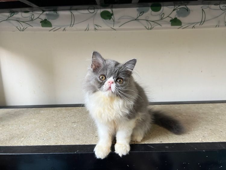 แมวเปอร์เซีย รูปที่ 7