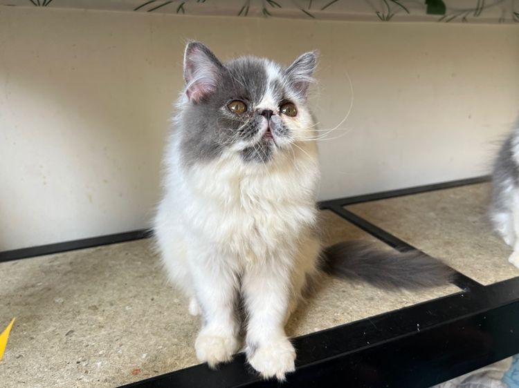 แมวเปอร์เซีย รูปที่ 6