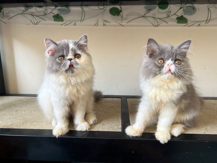 แมวเปอร์เซีย