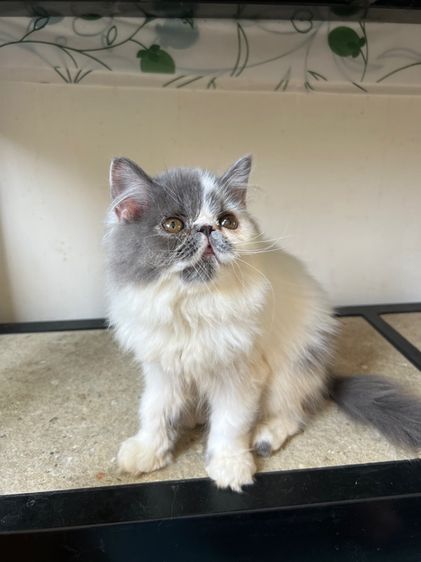 แมวเปอร์เซีย รูปที่ 5