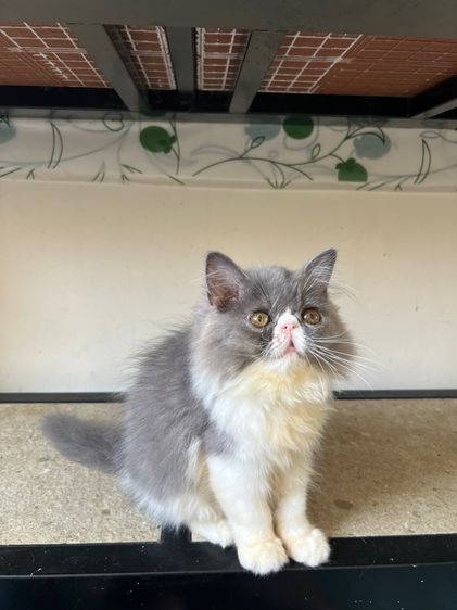 แมวเปอร์เซีย รูปที่ 8