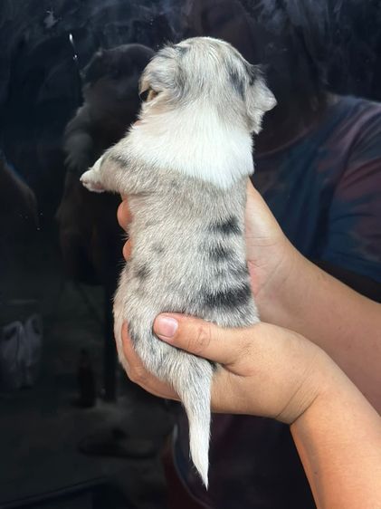 ชิวาว่า รูปที่ 2