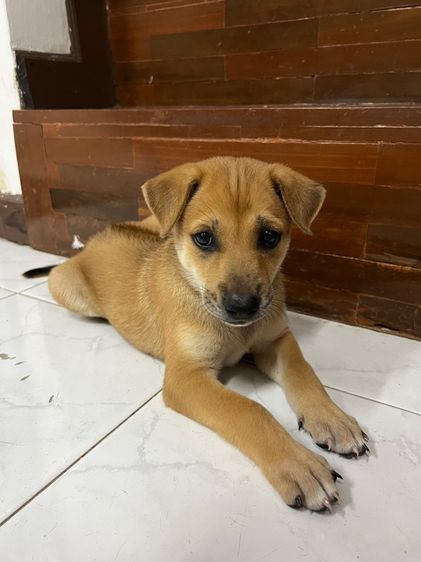 หมาบ้านพันธุ์ไทยหลังอาน ให้ฟรี ไม่มีค่าใช้จ่าย รูปที่ 6