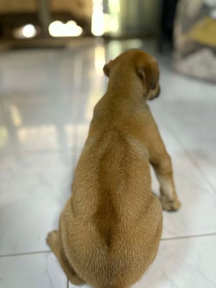 หมาบ้านพันธุ์ไทยหลังอาน ให้ฟรี ไม่มีค่าใช้จ่าย รูปที่ 4