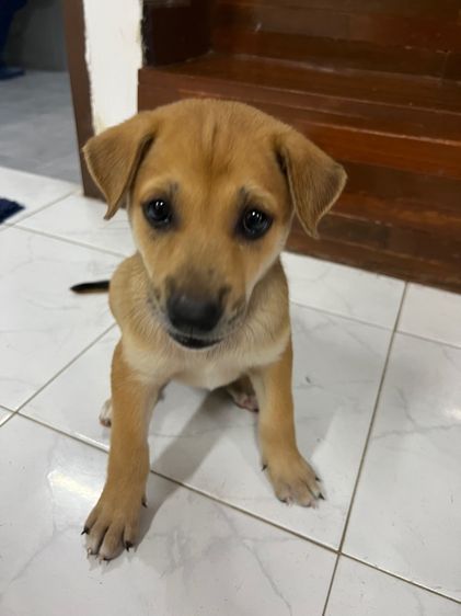 หมาบ้านพันธุ์ไทยหลังอาน ให้ฟรี ไม่มีค่าใช้จ่าย รูปที่ 7