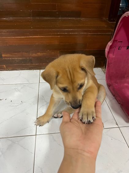 หมาบ้านพันธุ์ไทยหลังอาน ให้ฟรี ไม่มีค่าใช้จ่าย รูปที่ 10