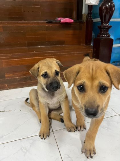 หมาบ้านพันธุ์ไทยหลังอาน ให้ฟรี ไม่มีค่าใช้จ่าย