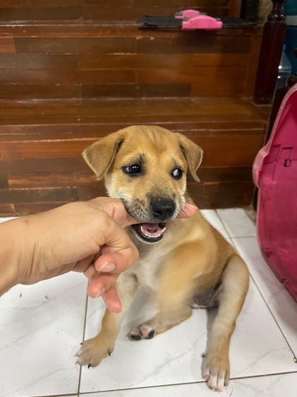 หมาบ้านพันธุ์ไทยหลังอาน ให้ฟรี ไม่มีค่าใช้จ่าย รูปที่ 9