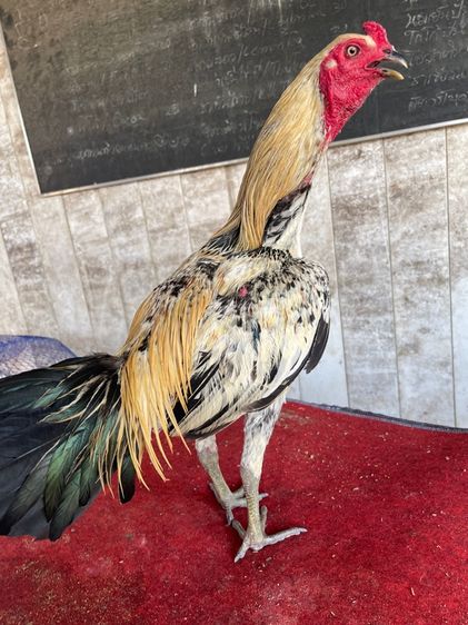 ไก่ชนพม่าหนุ่ม รูปที่ 5