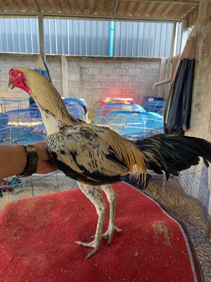 ไก่ชนพม่าหนุ่ม รูปที่ 7