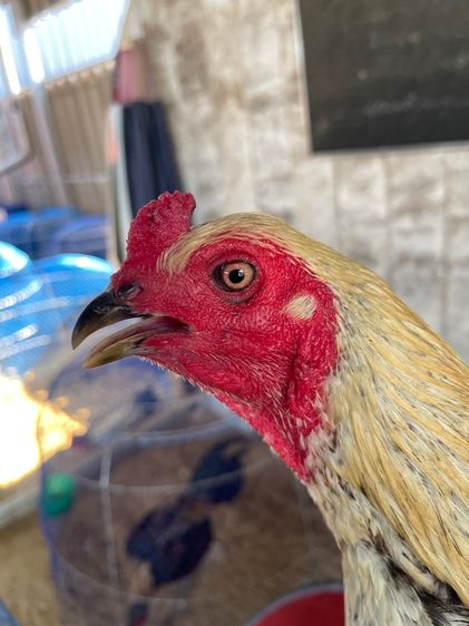 ไก่ชนพม่าหนุ่ม