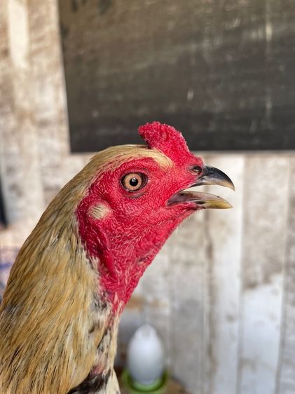 ไก่ชนพม่าหนุ่ม รูปที่ 2